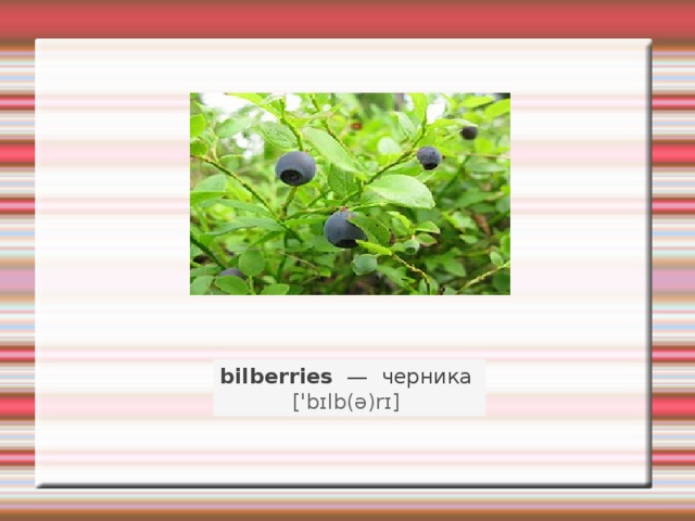 bilberries   —   черника    ['bɪlb(ə)rɪ]   
