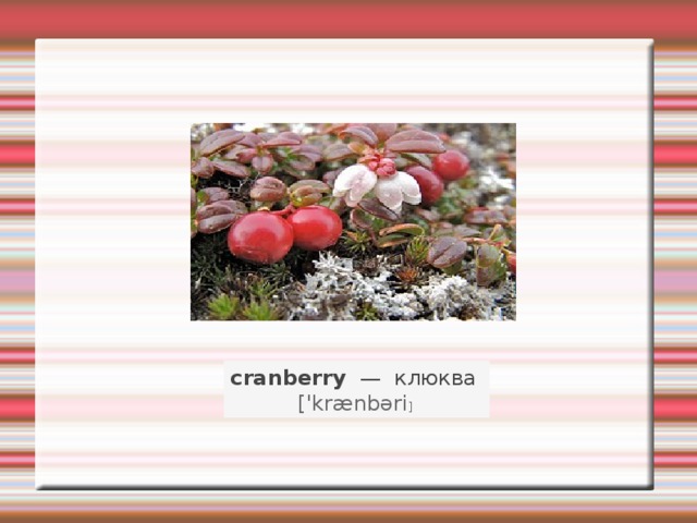 cranberry   —   клюква    ['kr æ nbəri ]   