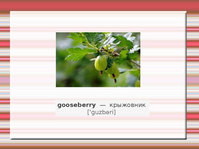 gooseberry   —   крыжовник    ['guzbəri]   