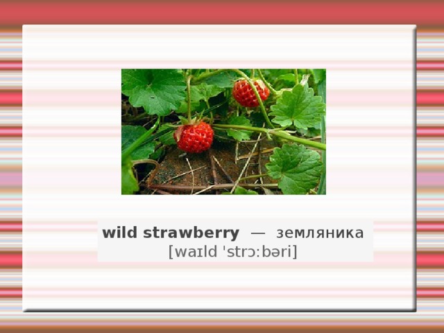 wild strawberry   —   земляника    [waɪld 'strɔ:bəri]   
