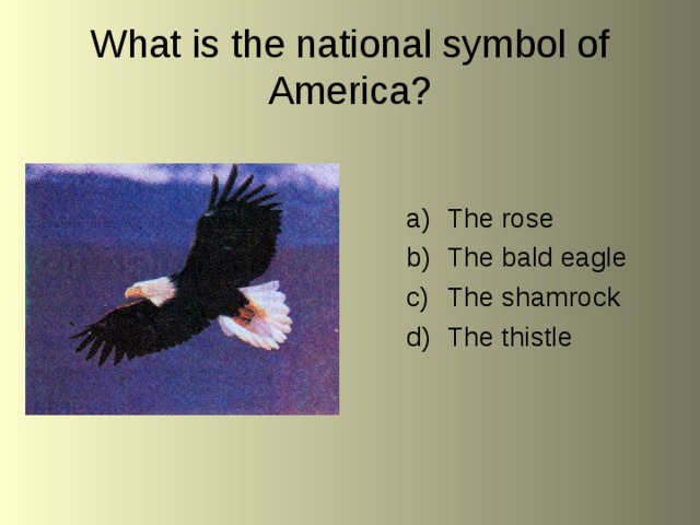 What is the national symbol of America? The rose The bald eagle The shamrock The thistle  
