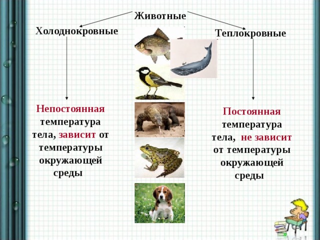 Животные Холоднокровные Теплокровные Непостоянная температура тела, зависит от температуры окружающей среды Постоянная температура тела, не зависит от температуры окружающей среды 