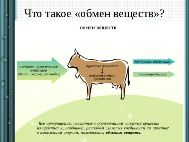 Что такое «обмен веществ»? 