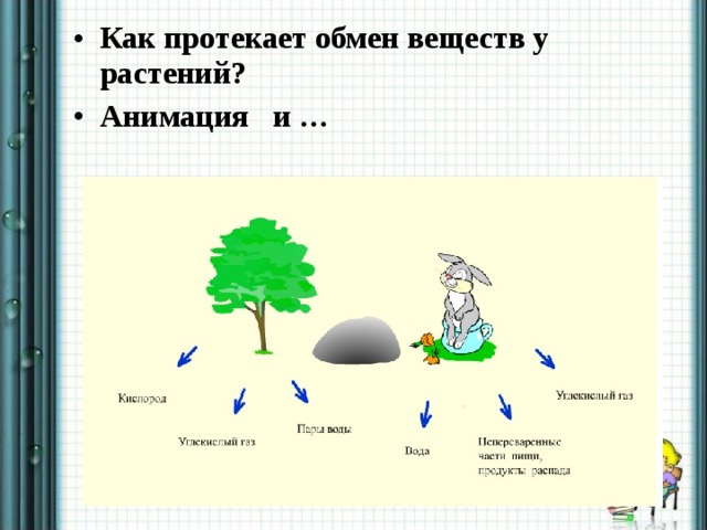 Как протекает обмен веществ у растений? Анимация и … 