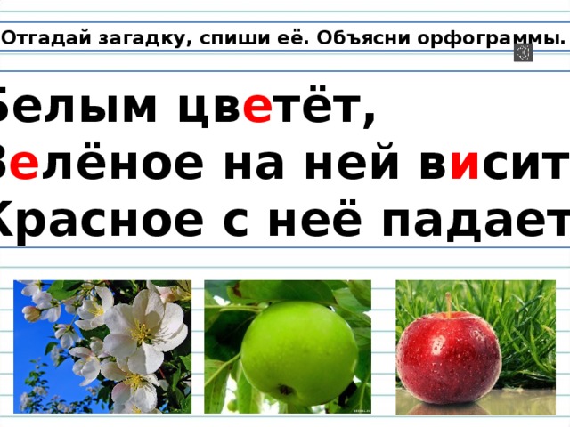Отгадай загадку, спиши её. Объясни орфограммы. Белым цв е тёт, З е лёное на ней в и сит, Красное с неё падает. 11 