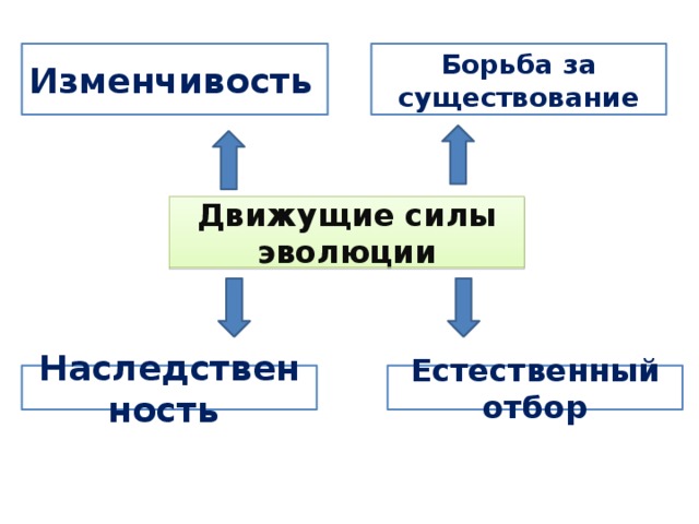 Борьба за существование Изменчивость  Движущие силы эволюции Естественный отбор Наследственность 
