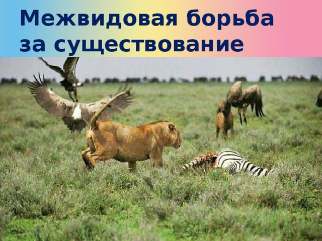 Межвидовая борьба  за существование 