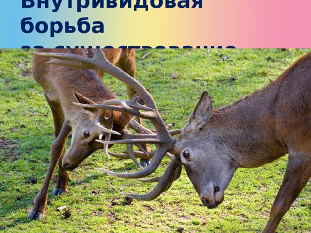 Внутривидовая борьба  за существование 