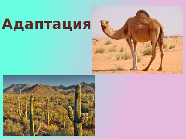 Адаптация  