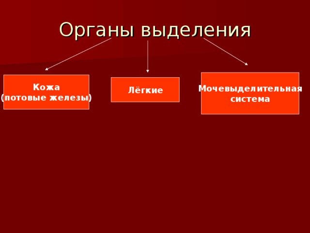 Органы выделения Мочевыделительная система Кожа (потовые железы) Лёгкие 