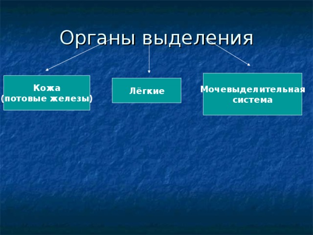 Органы выделения Мочевыделительная система Кожа (потовые железы) Лёгкие 