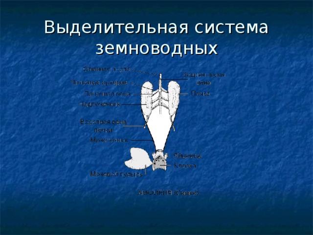 Выделительная система земноводных 