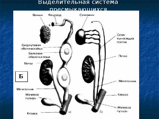 Выделительная система пресмыкающихся 