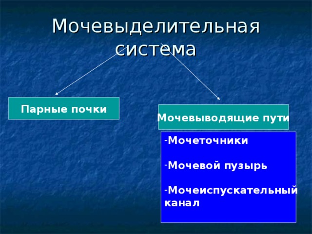 Мочевыделительная система Парные почки Мочевыводящие пути Мочеточники  Мочевой пузырь  Мочеиспускательный канал  