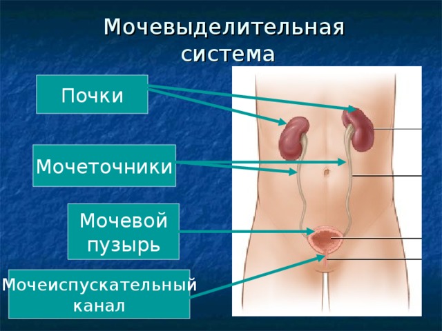 Мочевыделительная  система Почки Мочеточники Мочевой пузырь Мочеиспускательный канал 