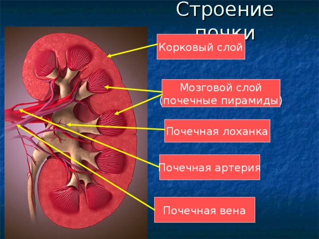 Строение почки Корковый слой Мозговой слой (почечные пирамиды) Почечная лоханка Почечная артерия Почечная вена 