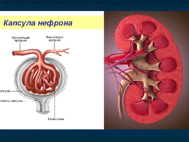 Капсула нефрона 