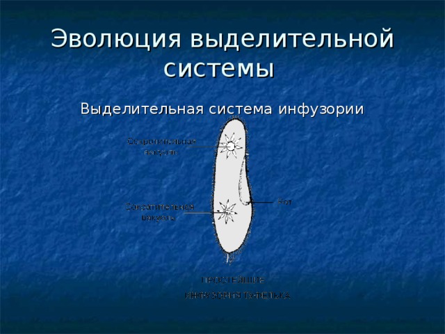 Эволюция выделительной системы Выделительная система инфузории 
