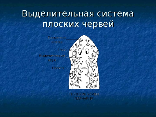 Выделительная система плоских червей 