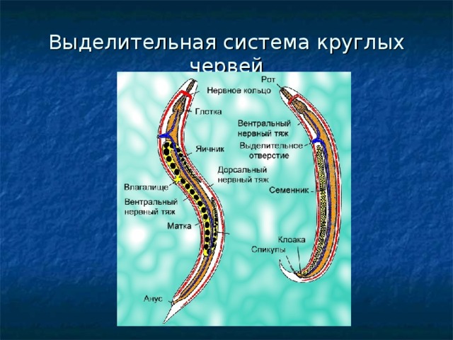 Выделительная система круглых червей 