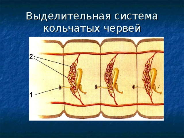Выделительная система кольчатых червей 