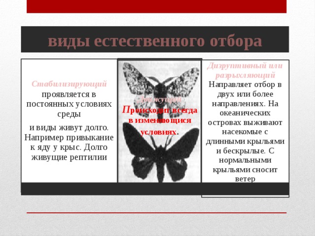 виды естественного отбора Движущий П роисходит всегда в изменяющися условиях . Стабилизирующий  проявляется в постоянных условиях среды и виды живут долго. Например привыкание к яду у крыс. Долго живущие рептилии Дизруптивный или разрыхляющий Направляет отбор в двух или более направлениях. На океанических островах выживают насекомые с длинными крыльями и бескрылые. С нормальными крыльями сносит ветер 