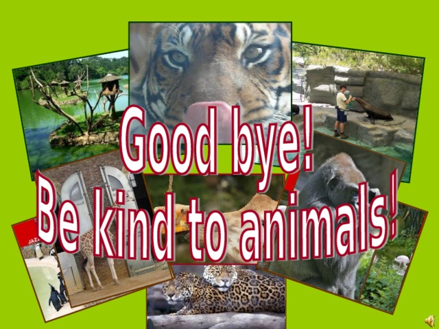 Animals Zakharova Sasha Form 6v