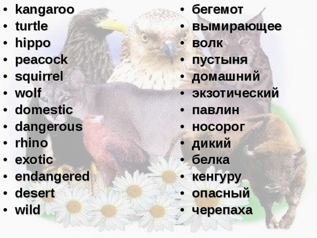 kangaroo turtle hippo peacock squirrel wolf domestic dangerous rhino exotic endangered desert wild бегемот вымирающее волк пустыня домашний экзотический павлин носорог дикий белка кенгуру опасный черепаха