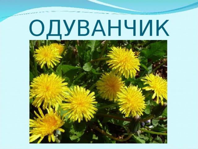 ОДУВАНЧИК 