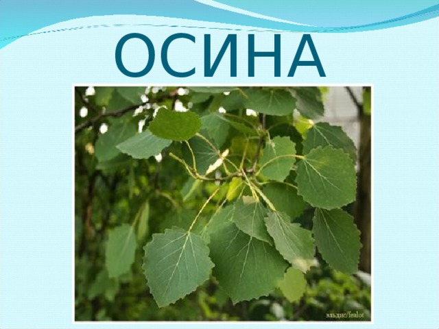 ОСИНА 