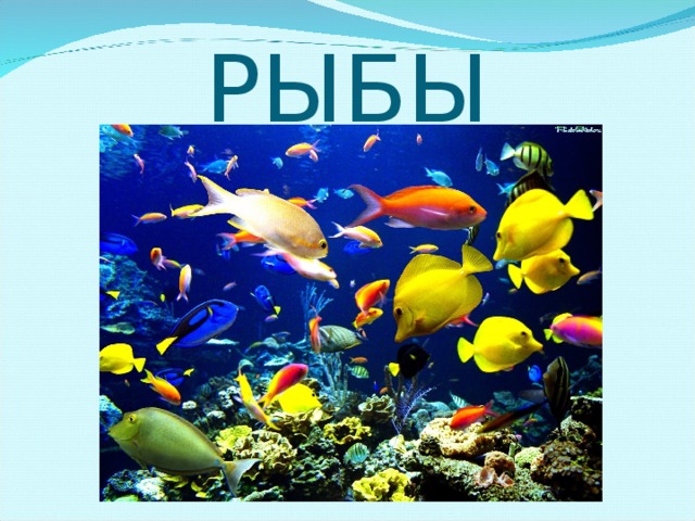 РЫБЫ 