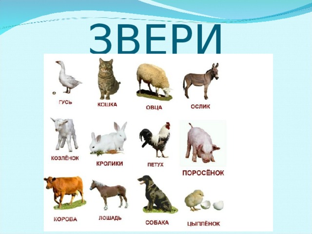 ЗВЕРИ 