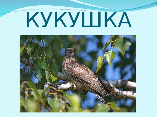 КУКУШКА 