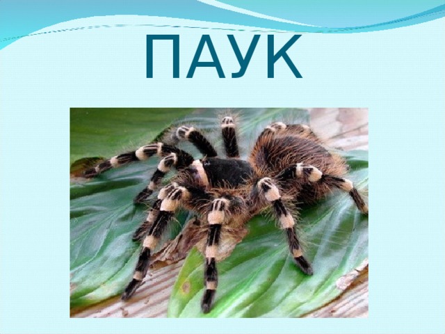 ПАУК 