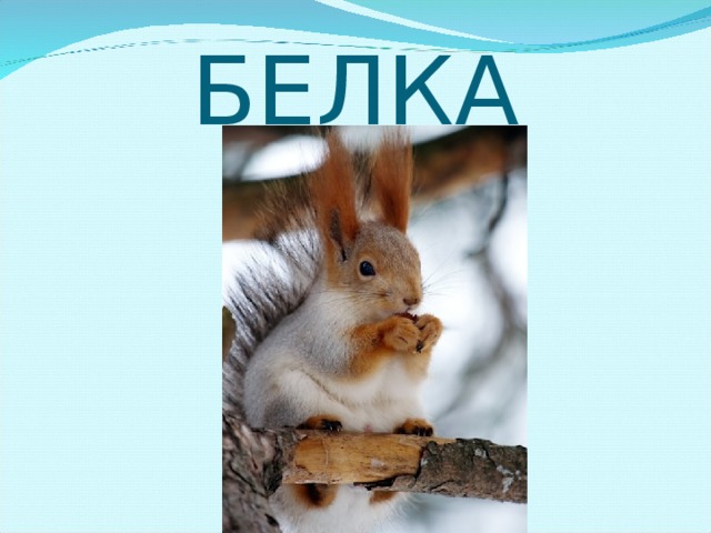 БЕЛКА 