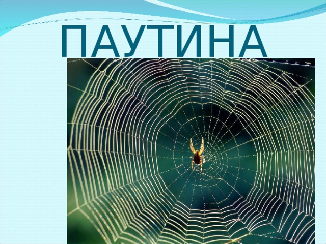 ПАУТИНА 