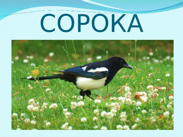 СОРОКА 