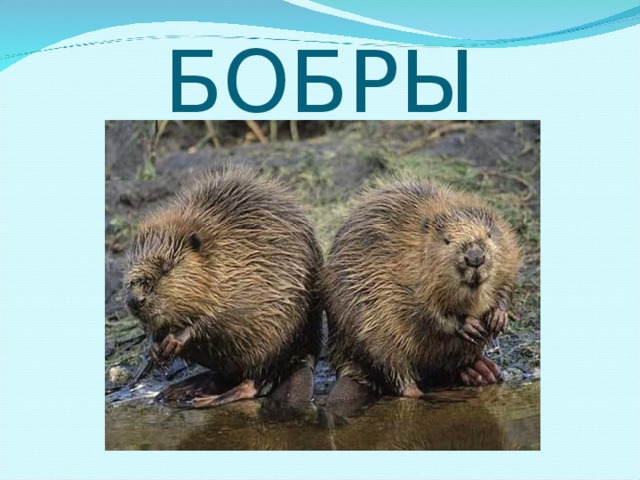 БОБРЫ 