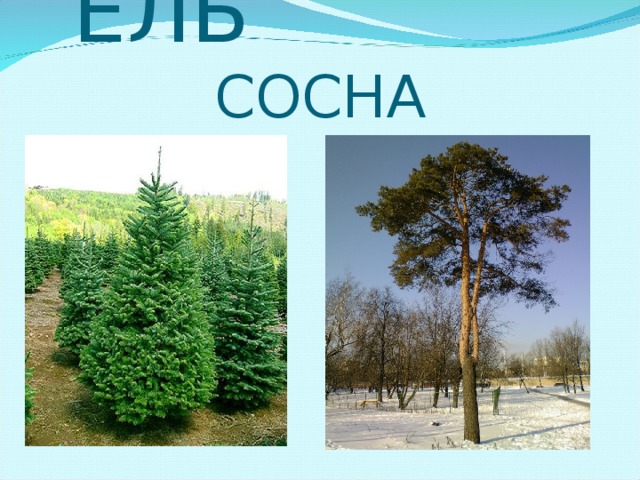 ЕЛЬ СОСНА 