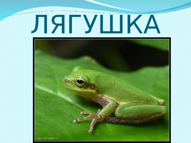 ЛЯГУШКА 