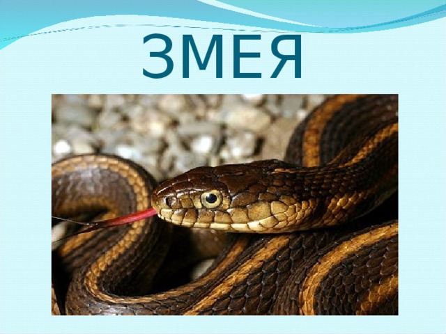 ЗМЕЯ 
