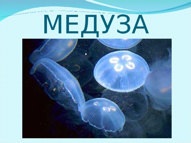 МЕДУЗА 