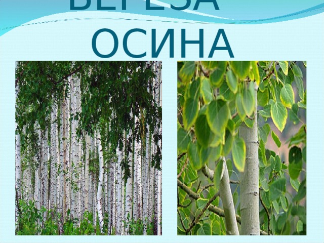 БЕРЁЗА ОСИНА 