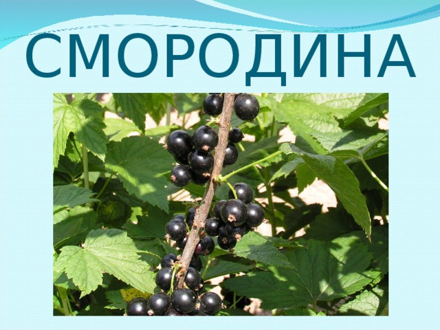 СМОРОДИНА 