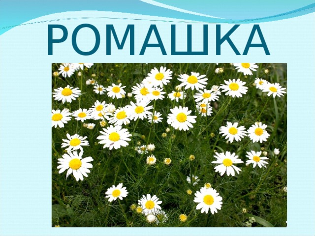 РОМАШКА 