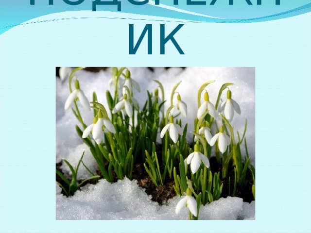 ПОДСНЕЖНИК 