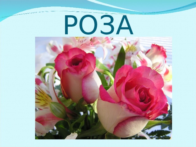 РОЗА 