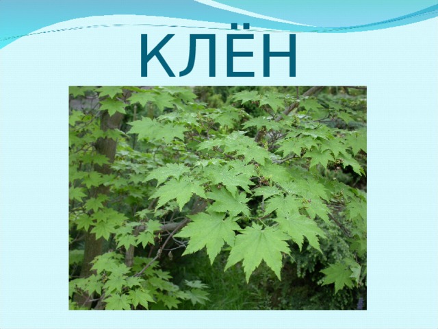 КЛЁН 