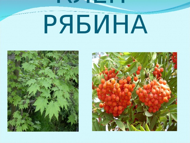 КЛЁН РЯБИНА 