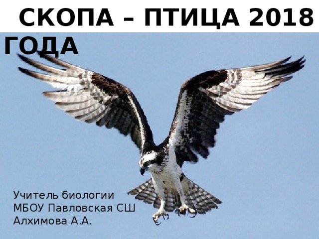  СКОПА – ПТИЦА 2018 ГОДА Учитель биологии МБОУ Павловская СШ Алхимова А.А. 